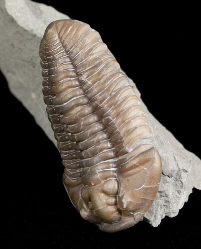 Flexicalymene Trilobite From Indiana #5606